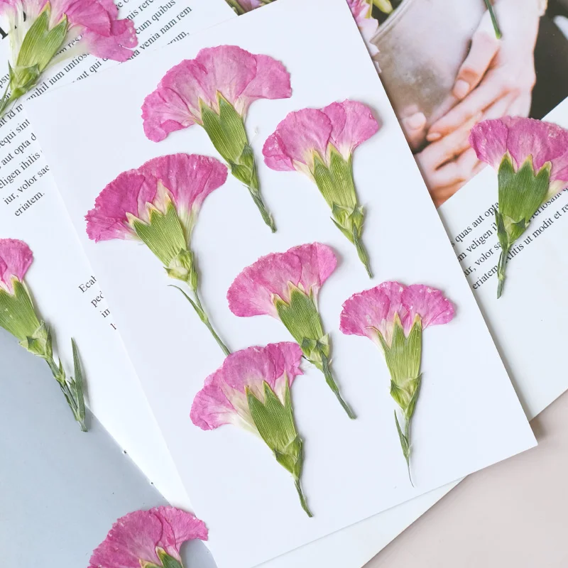 6pcs/4-7cm,Carnation dried flo - Dried Flower Bookmark review and price
