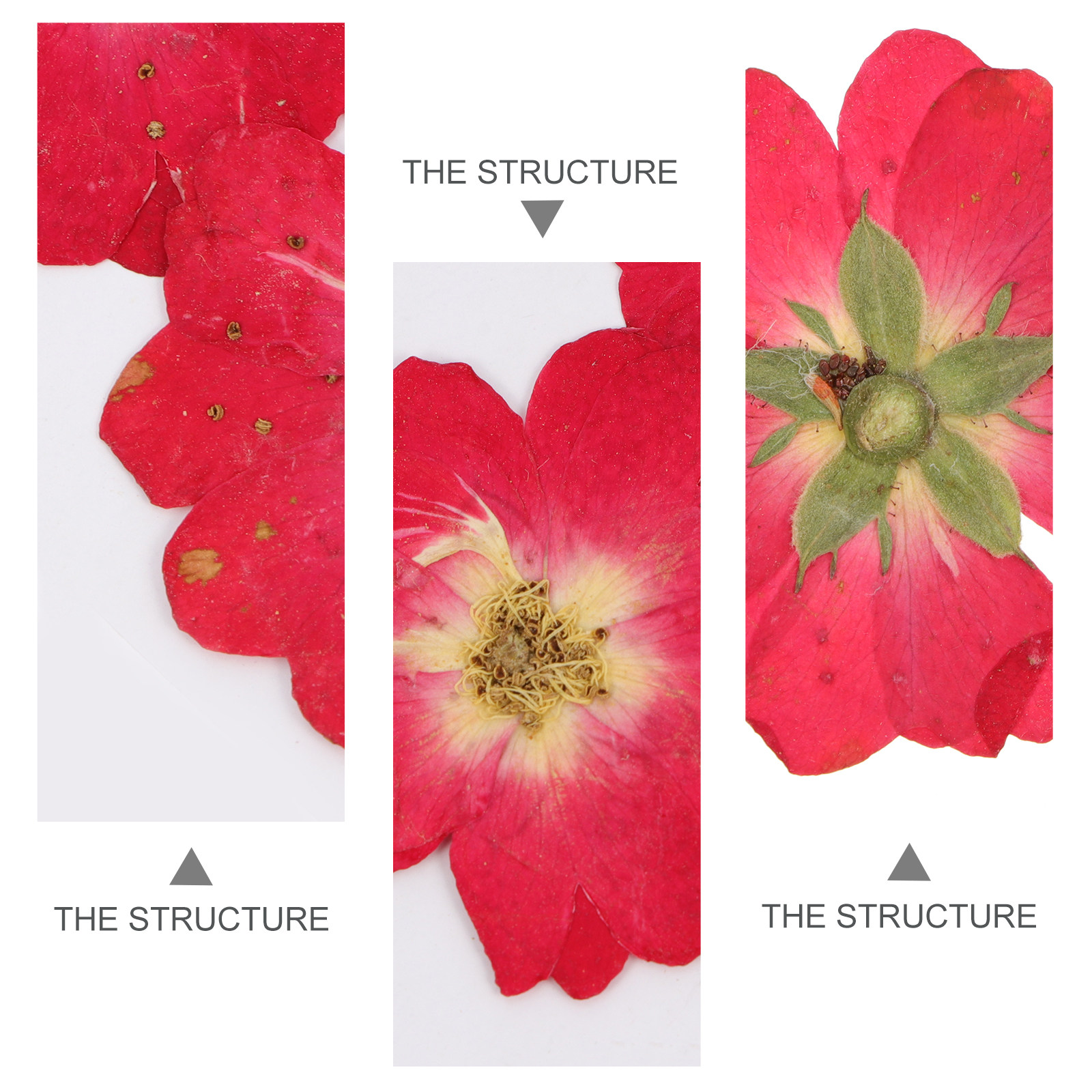 12Pcs Dried Pressed Flowers Na - Pressed Flower Art review and price