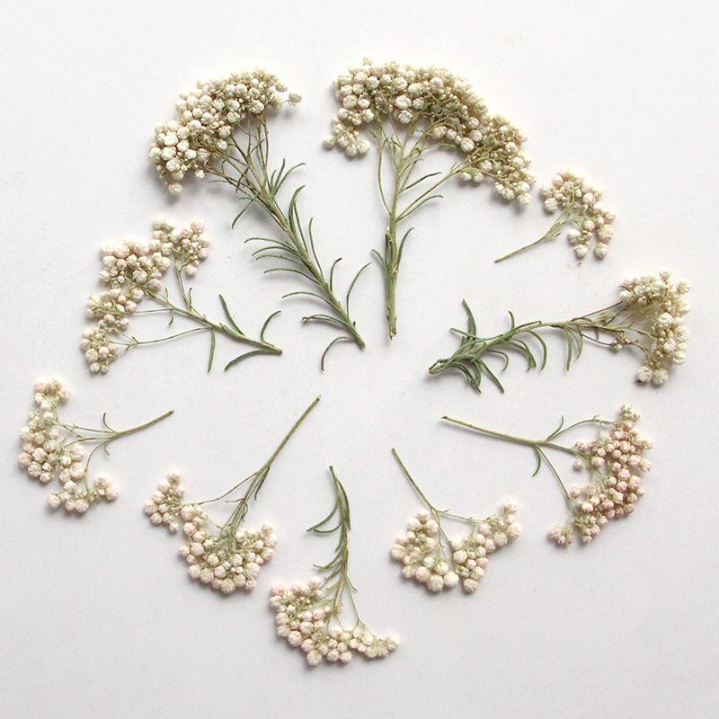12pcs,Nature Millet flower bra - Dried Flower Bookmark review and price
