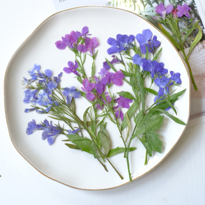6pcs/8-13cm,nature Lobelia Eri - Dried Flower Bookmark review and price