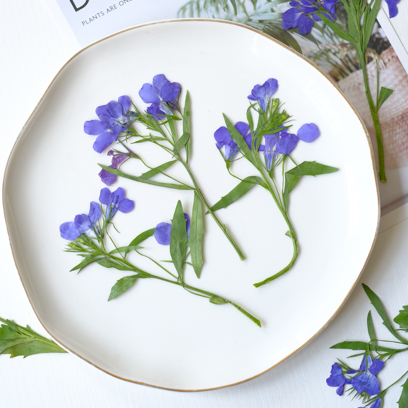 6pcs/8-13cm,nature Lobelia Eri - Dried Flower Bookmark review and price