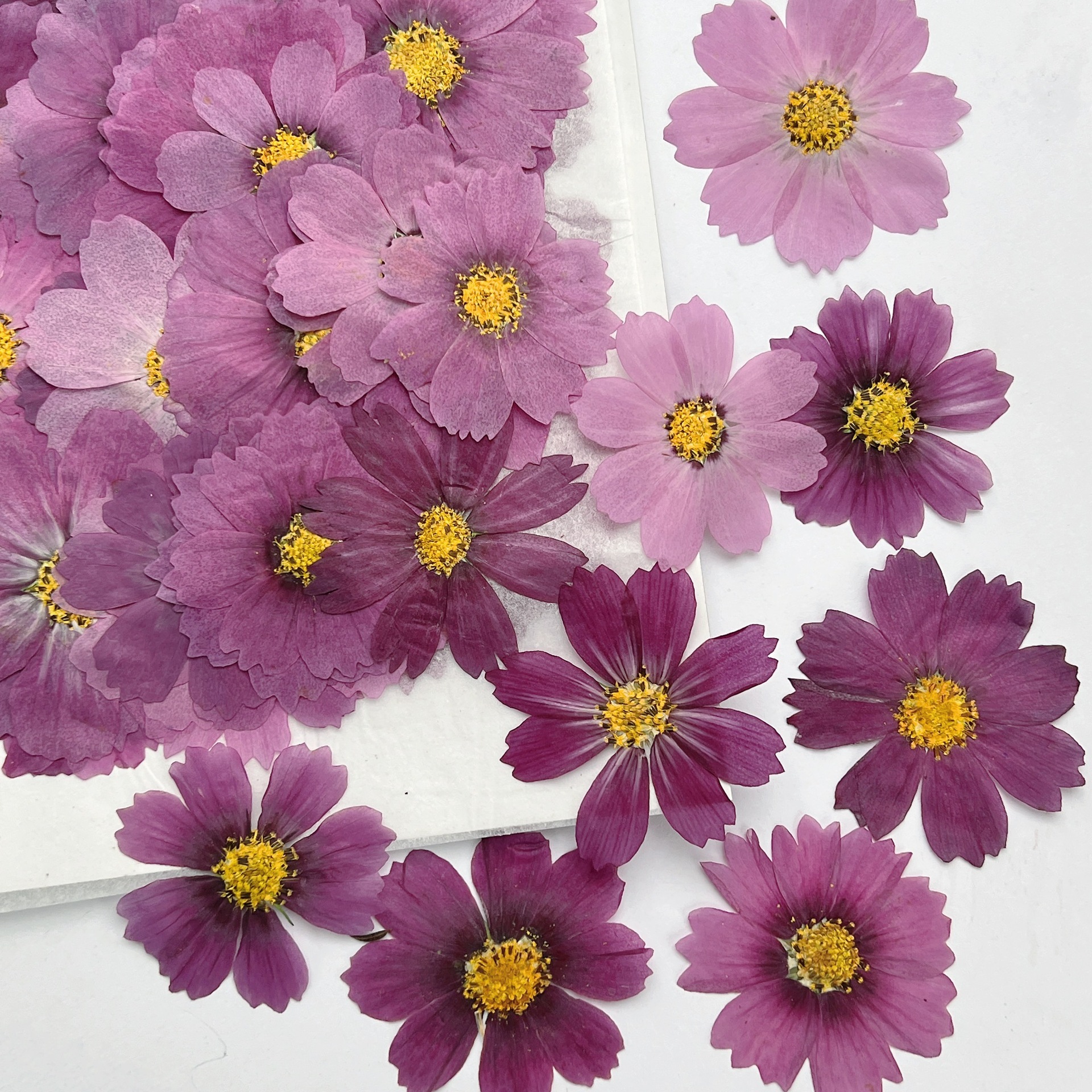 100Pcs Cosmos Dried Flower Pre - Dried Flower Bookmark review and price