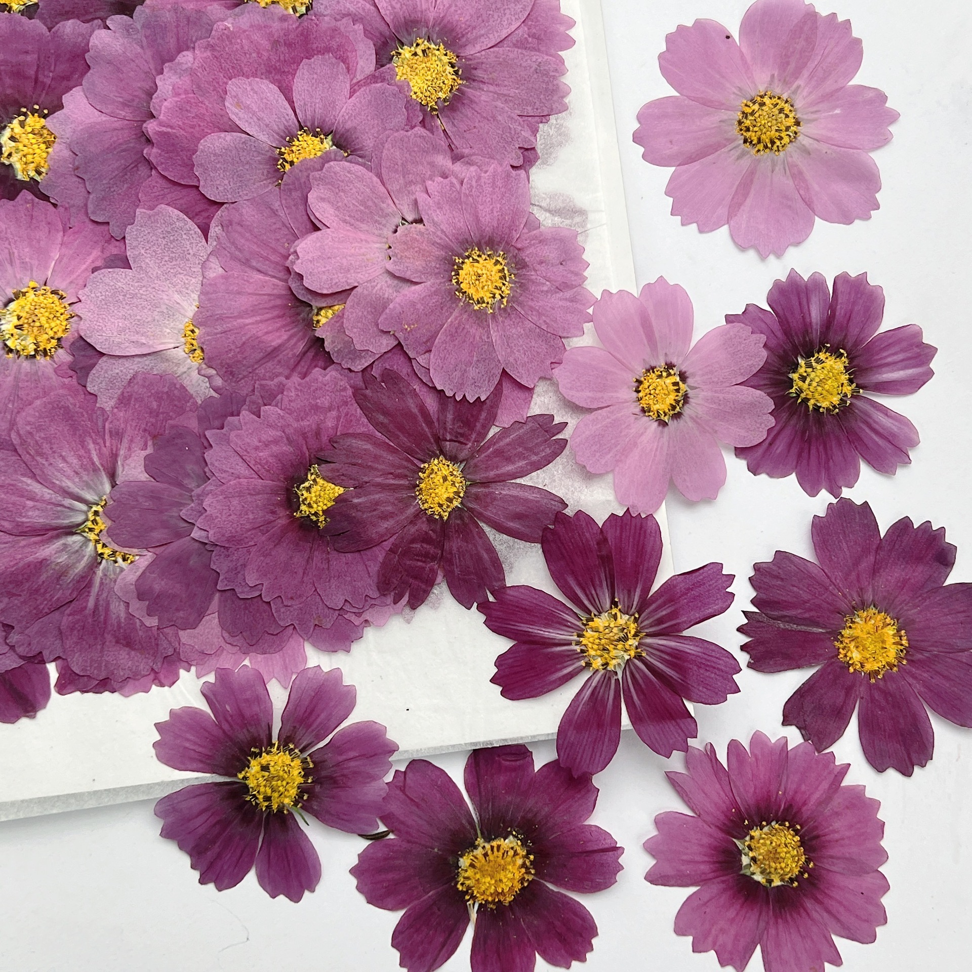 100Pcs Cosmos Dried Flower Pre - Dried Flower Bookmark review and price