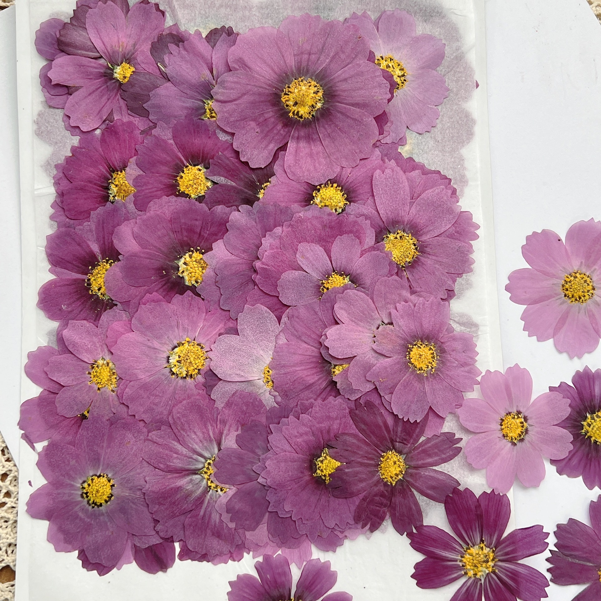 100Pcs Cosmos Dried Flower Pre - Dried Flower Bookmark review and price