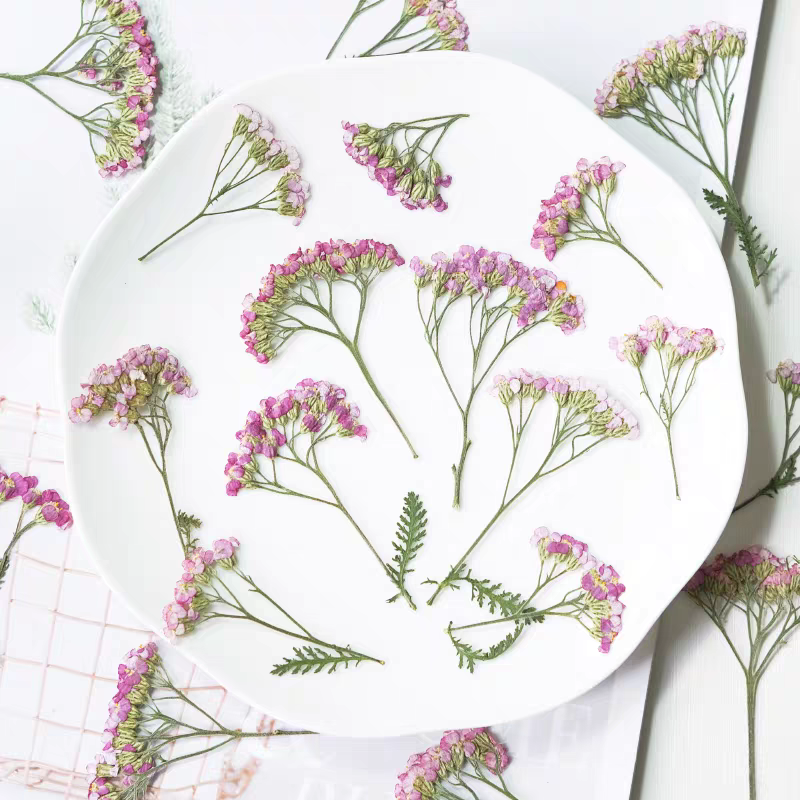 60pcs Pressed Dried Yarrow Ach - Dried Flower Bookmark review and price