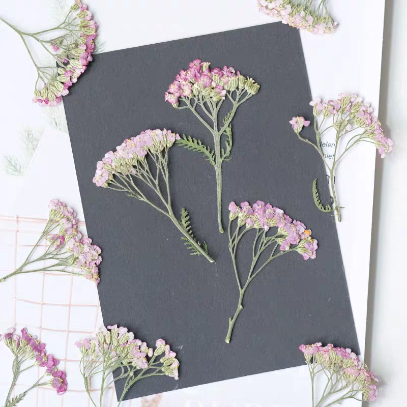 60pcs Pressed Dried Yarrow Ach - Dried Flower Bookmark review and price