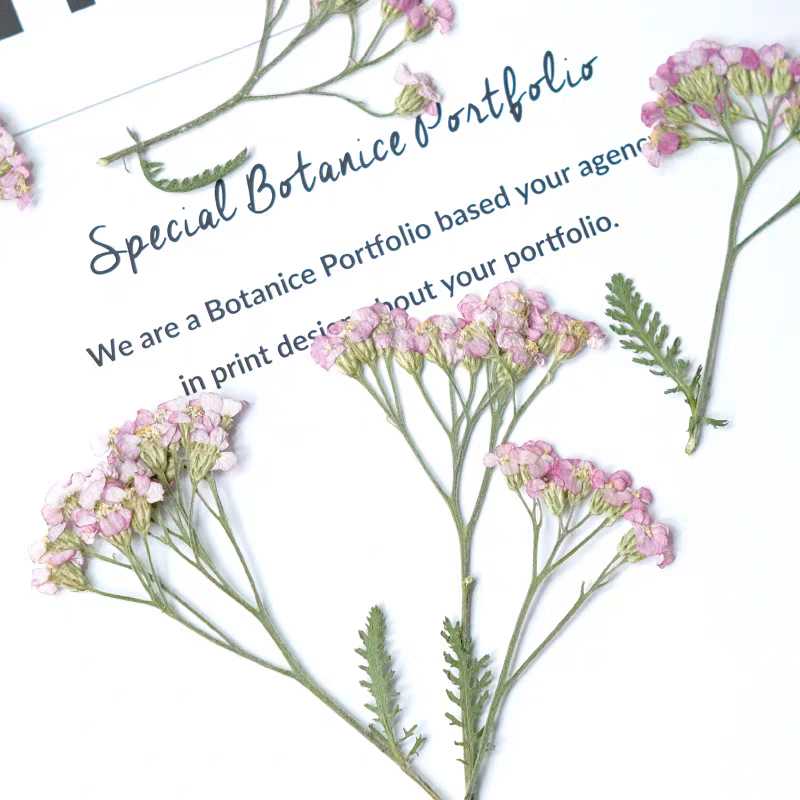 60pcs Pressed Dried Yarrow Ach - Dried Flower Bookmark review and price