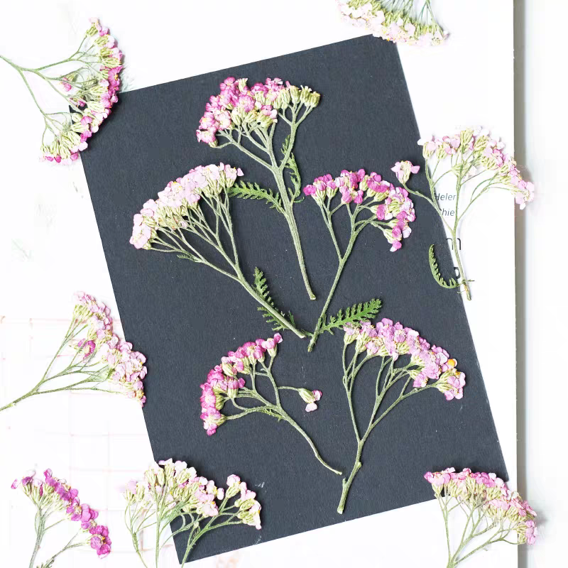 60pcs Pressed Dried Yarrow Ach - Dried Flower Bookmark review and price