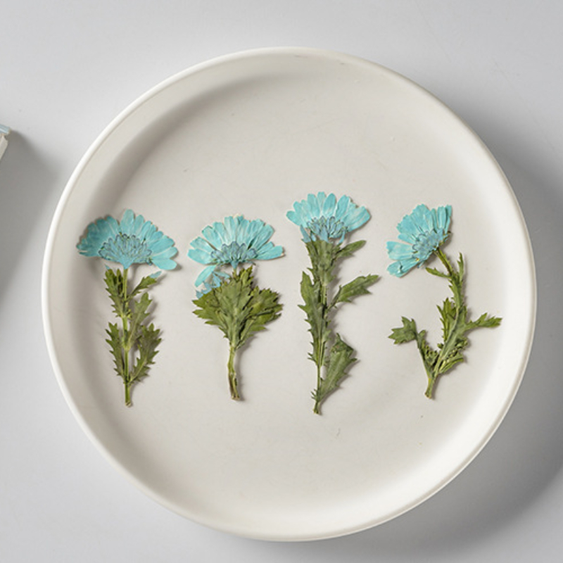 5-8cm/24pcs,Side pressed cryst - Dried Flower Bookmark review and price